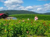 Sangria sunflowers and scenery