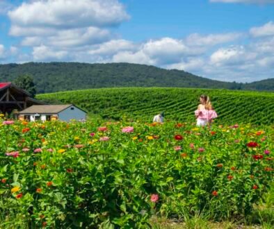 Sangria sunflowers and scenery