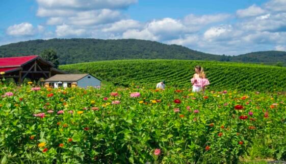 Sangria sunflowers and scenery