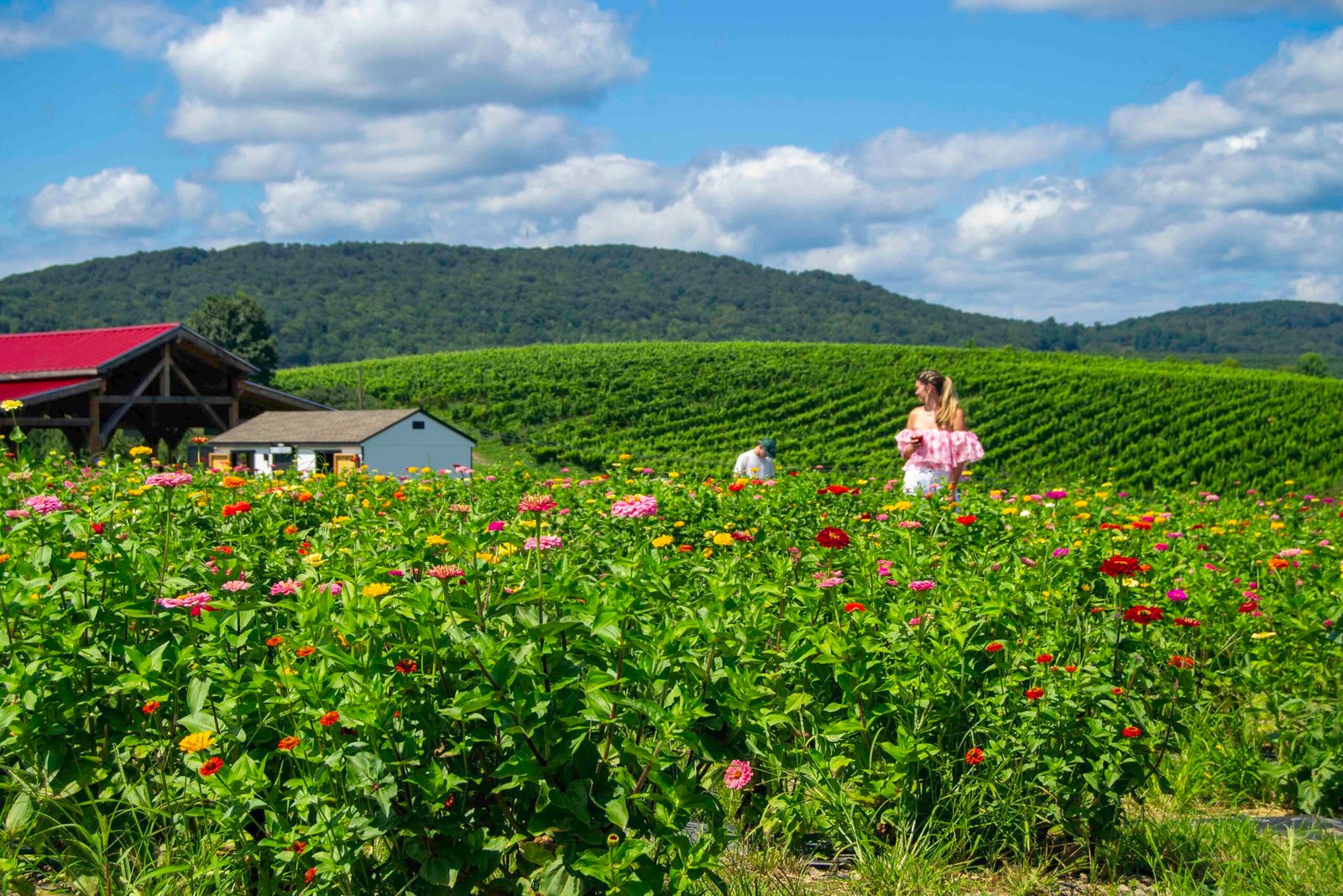 Sangria sunflowers and scenery